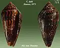 Conus dalli Stearns, 1873