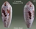 Conus nussatella Linnaeus, C., 1758