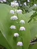 Convallaria close-up