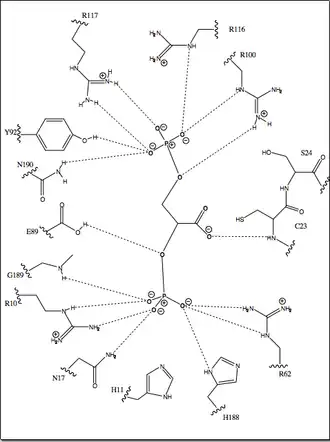 2-D depiction of all residues in active site that help hold the substrate in the proper position for mutation.