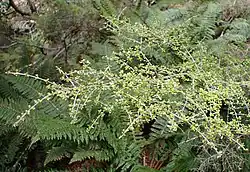 A bushy branch of a Coprosma