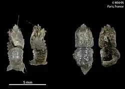 Coralliogalathea humilis