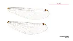 Female wings