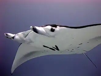 Giant oceanic manta rays (Mobula birostris) are the largest of the stingrays.