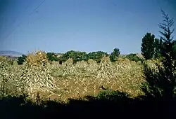 Cornville "corn", 1956