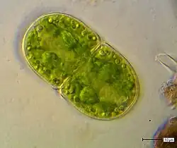 Cosmarium quadratum, with a smooth cell wall