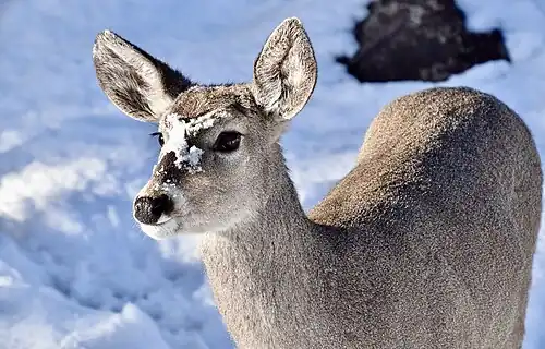 O. v. couesi doe at Grand Canyon Deer Farm.