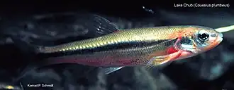Lake chub