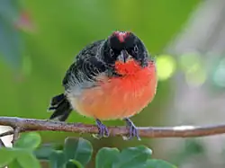 Crimson-breasted finch