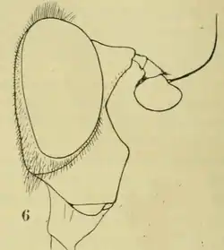 Criorhina nasica male
