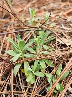 Scrub frostweed sprouts, Lake Panasoffkee FL, Feb 2025