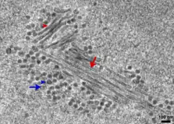 A micrograph showing a cluster of long tubular structures surrounded by assembled round virions, where both types of structure are sometimes full of dense material and sometimes empty.