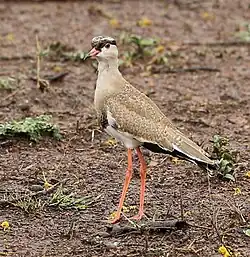 A juvenile in the Zulu Nyala Game Reserve, South Africa