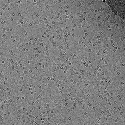 Cryo-EM image of GroEL suspended in amorphous ice at 50000× magnification