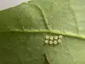 Eggs under the leaf