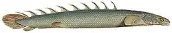 Polypterus senegalus