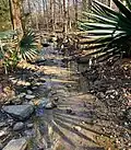 View into the bald cypress swamp in winter from the boardwalk over the creek.