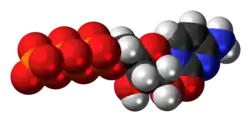 Space-filling model of the cytidine triphosphate molecule as an anion (4- charge)