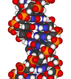 DNA three-dimensional model