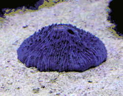 "Danafungia horrida" in the National Park of American Samoa