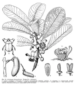 Black-and-white botanical illustration of Degeneria vitiensis, showing general habitus and details of leaves, buds, flowers, and fruit