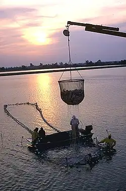 Photo of dripping, cup-shaped net, approximately 6 feet (1.8 m) in diameter and equally tall, half-full of fish, suspended from crane boom, with four workers on and around larger, ring-shaped structure in water