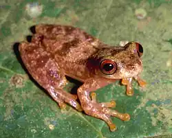 Dendropsophus joannae