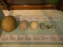 Elephant bird egg (far left, 1) in comparison to other eggs, including ostrich egg (centre, 3) and chicken egg (third from right, 6)
