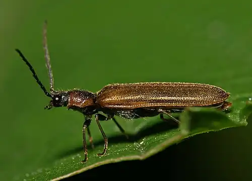 Lateral aspect of a typical member of the Elateridae. Just below the base of the wings the "clicking" apparatus is visible in silhouette, with the "peg" or "process" in contact with the raised slot or "cavity" into which it slips to force the impact when required.