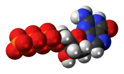 Space-filling model of the deoxyguanosine triphosphate anion