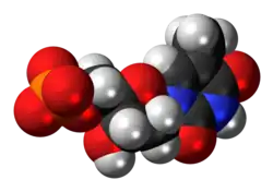 Space-filling model of the thymidine monophosphate molecule as an anion, double negative charge