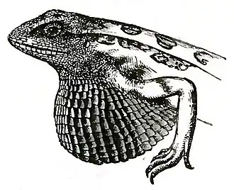 Illustration