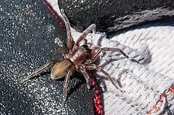 A photo of a Desis formidabilis