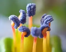 Detail of Fuchsia procumbens R.Cunn. stamina of male plant with remarkable blue pollen