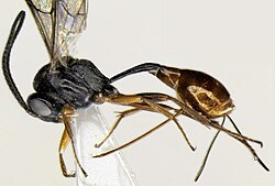 Diaparsis nitidulentis (female)