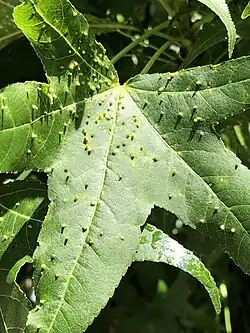 Diaspidiotus liquidambaris, North Carolina