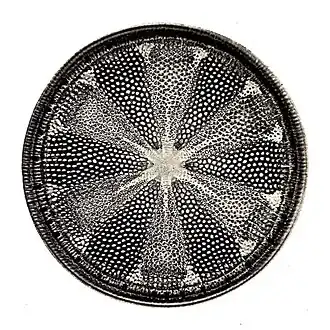 Their protective shells (frustles) are made of silicon