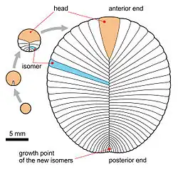 Ontogeny of Dickinsonia costata following the glide reflection interpretation