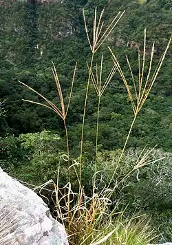 Pangola (Digitaria decumbens)