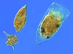 Microzooplankton are major grazers of the plankton: two dinoflagellates and a tintinnid ciliate.