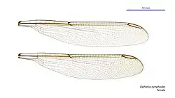 Female wings