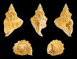 Distorsio kurzi (Personidae)