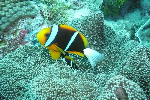 Clownfish with two vertical bars