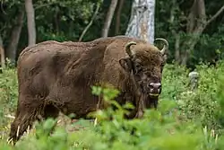 Wisent in the core zone