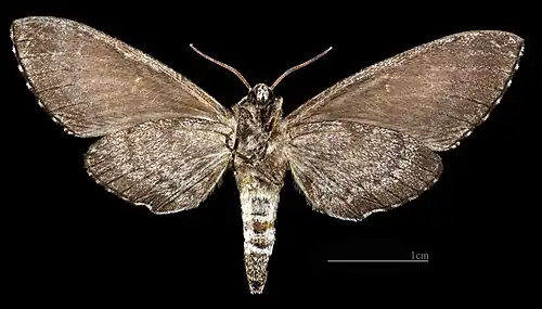 Dolbina exacta ♀ △