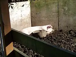 A domestic pig sleeping in a sty, with a slop bucket