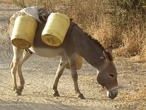 A donkey in Tanzania.