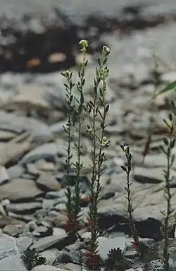 Draba incana L. (Drave blanchâtre; Twisted whitlow grass), pebbles and limestone rocks, shore at Baie-Sainte-Claire[30]