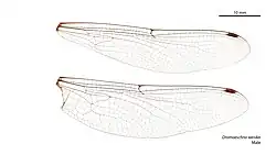 Male wings