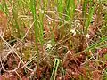 A dense carpet of flowering D. anglica on a quaking bog